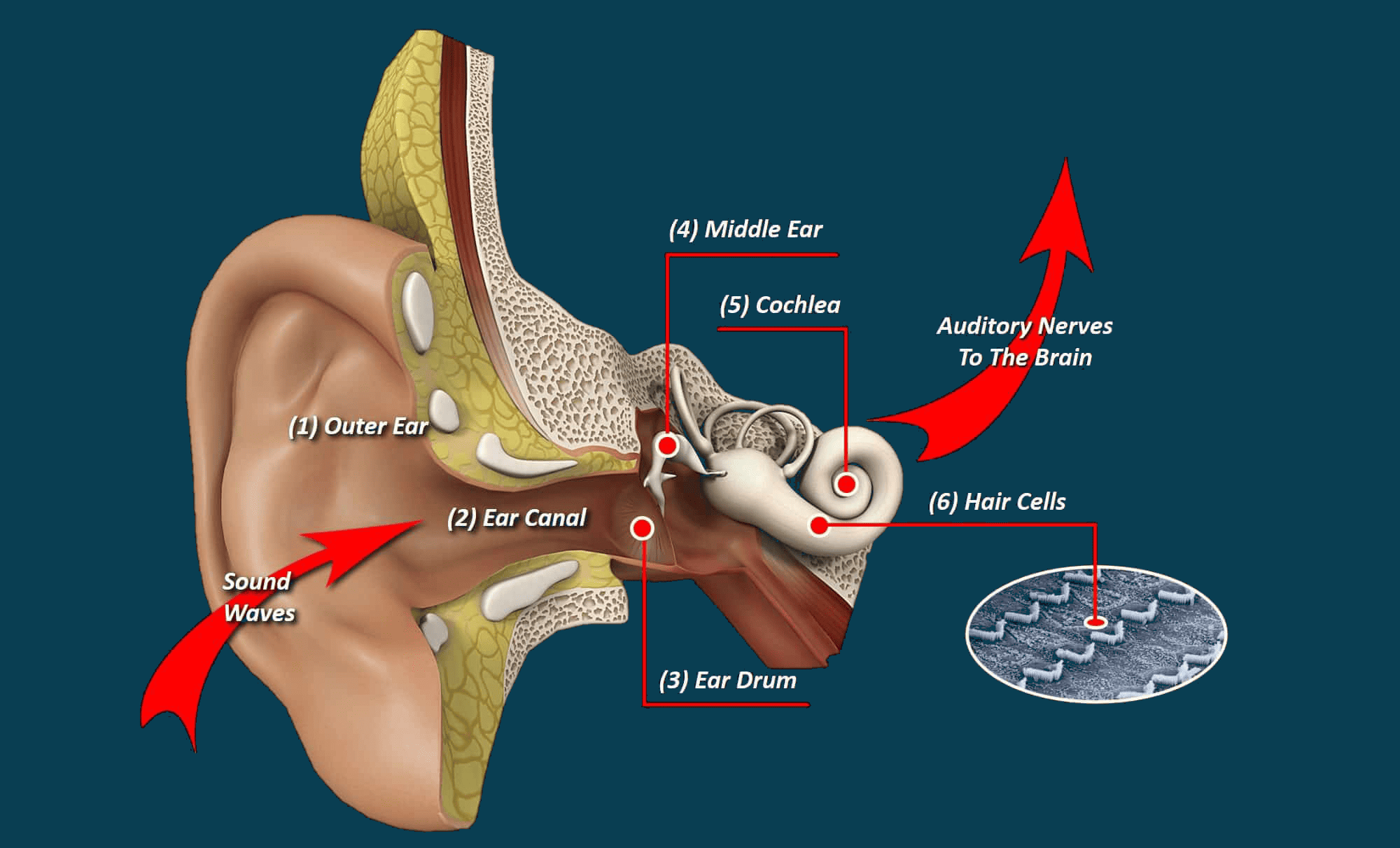 Diagram of the human ear